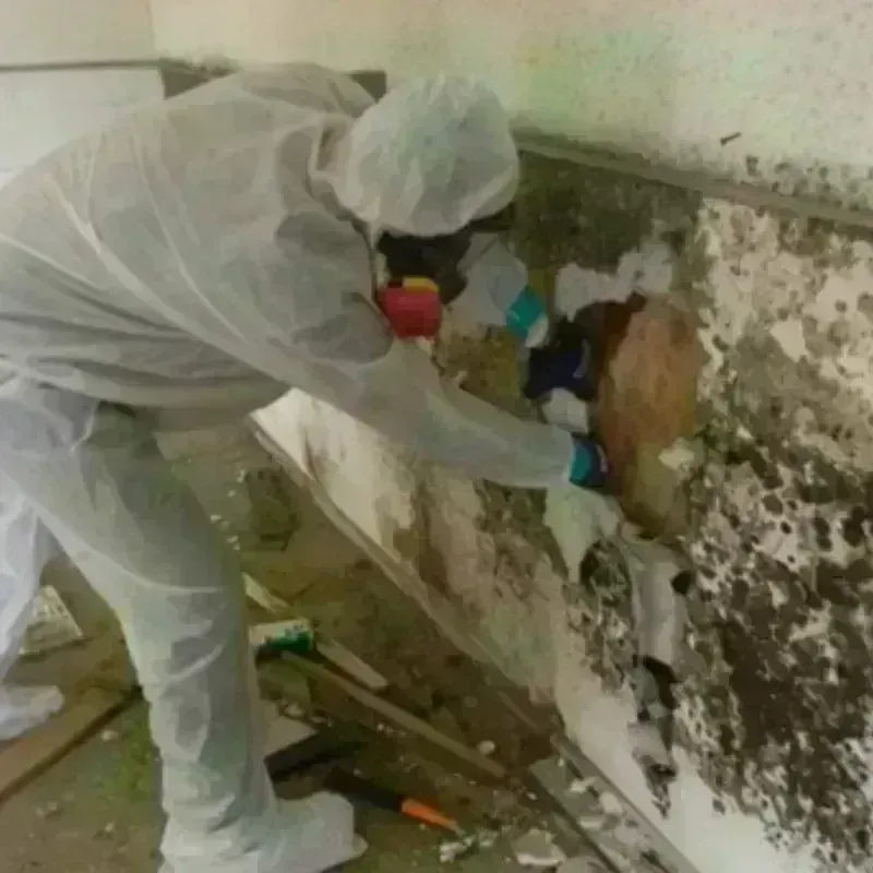 Mold Remediation and Removal in Cane Savannah, SC